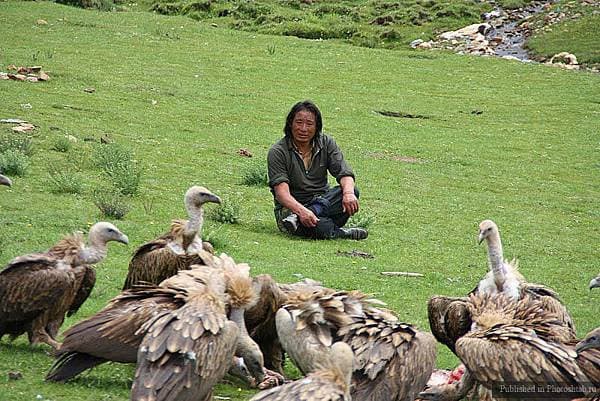 西藏的文化中禿鷹是很神聖的